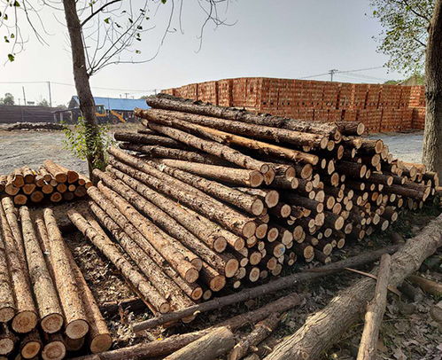 南京云森駁岸木樁、防汛杉木樁、連云港杉木樁與家具應用
