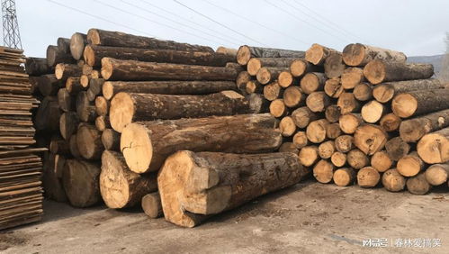 法國林業補貼背后的生態悖論 應對樹皮甲蟲危機，砍伐還是保護？